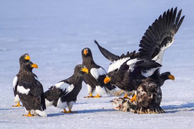 Steller 'ın deniz kartalı ve beyaz kuyruklu kartalı.