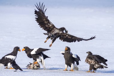 Steller 'ın deniz kartalı ve beyaz kuyruklu kartalı.
