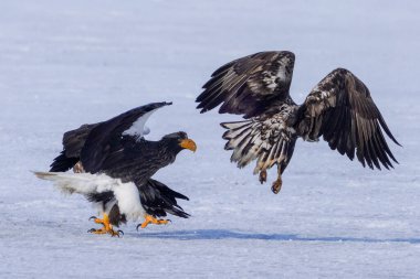 Steller 'ın deniz kartalı ve beyaz kuyruklu kartalı.