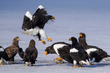 Steller 'ın deniz kartalı ve beyaz kuyruklu kartalı.
