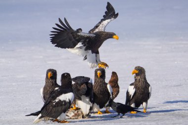 Steller 'ın deniz kartalı ve beyaz kuyruklu kartalı.