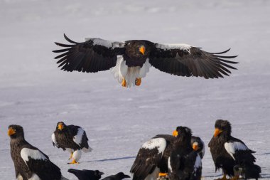 Steller 'ın deniz kartalı ve beyaz kuyruklu kartalı.