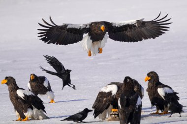 Steller 'ın deniz kartalı ve beyaz kuyruklu kartalı.