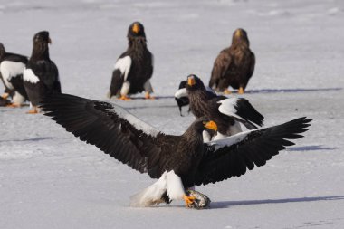 Steller 'ın deniz kartalı ve beyaz kuyruklu kartalı.