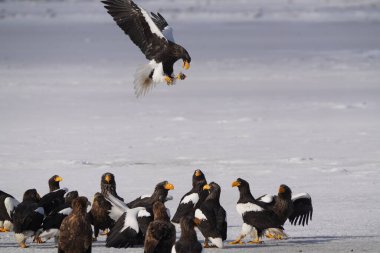 Steller 'ın deniz kartalı ve beyaz kuyruklu kartalı.