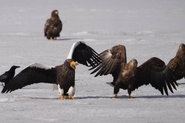 Steller 'ın deniz kartalı ve beyaz kuyruklu kartalı.