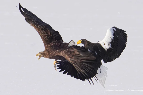 Steller Sea Eagle White Tailed Eagle — 스톡 사진