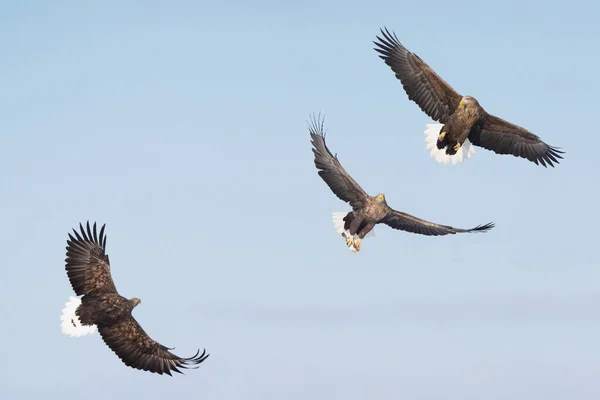 Steller Sea Eagle White Tailed Eagle — 스톡 사진