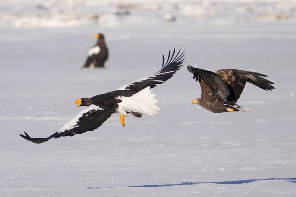 Aigle Mer Steller Aigle Queue Blanche — Photo