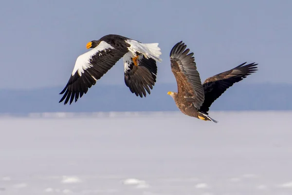 Steller Zeearend Witte Staartarend — Stockfoto