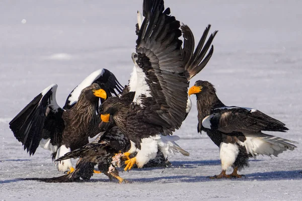 Steller Sea Eagle White Tailed Eagle — ストック写真