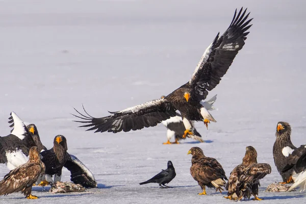 Steller Sea Eagle White Tailed Eagle — ストック写真