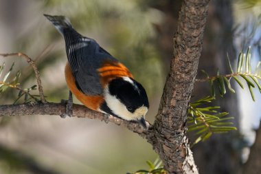 Kış hokkaido 'sunda çeşitli memeler
