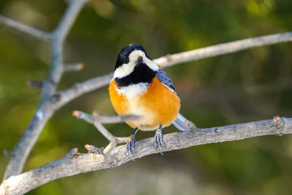 Varied Tit Winter Hokkaido — Stock Photo, Image