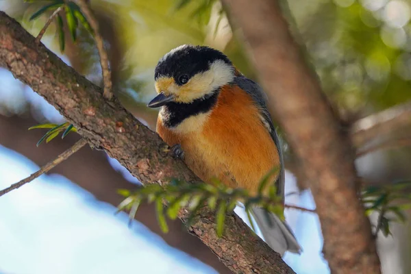 Mésange Variée Hiver Hokkaido — Photo