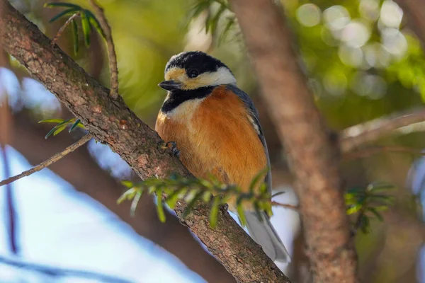 Varied Tit Winter Hokkaido — 스톡 사진