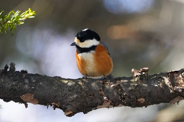 Varied Tit Winter Hokkaido — Stock Photo, Image