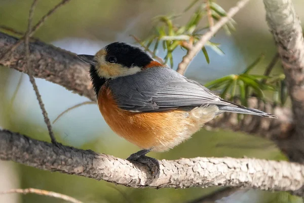 Varied Tit Winter Hokkaido — Stock Photo, Image