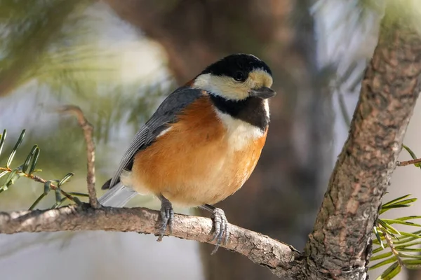 Varied Tit Winter Hokkaido — Φωτογραφία Αρχείου