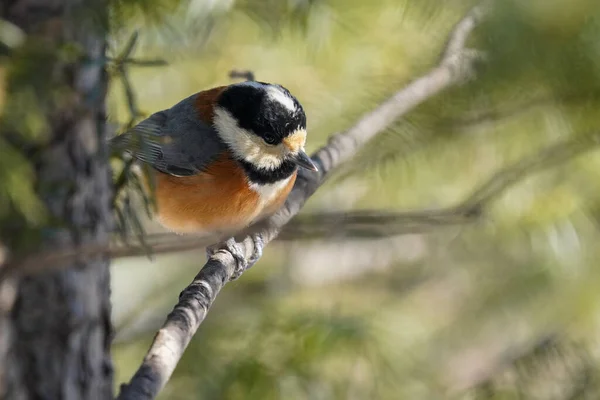 Varied Tit Winter Hokkaido — Stock Photo, Image