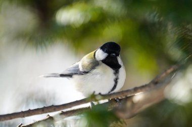 Kış ormanındaki büyük meme.