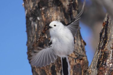 Kış hokkaido 'sunda uzun kuyruklu meme