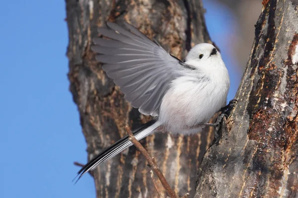 Hosszú Farkú Mell Télen Hokkaido — Stock Fotó