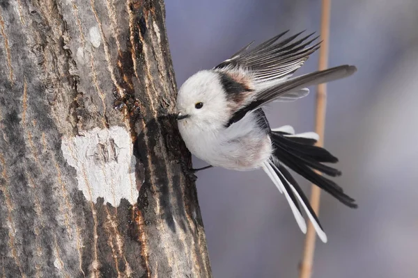 Teta Cauda Longa Inverno Hokkaido — Fotografia de Stock