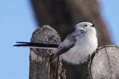 Kış hokkaido 'sunda uzun kuyruklu meme