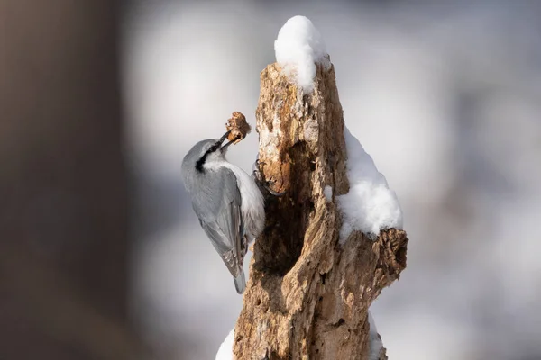 Eurasiatique Sittelle Hiver Hokkaido — Photo