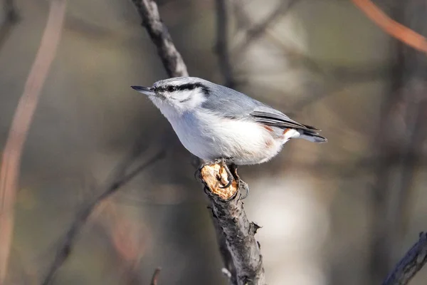 Eurasiatique Sittelle Hiver Hokkaido — Photo