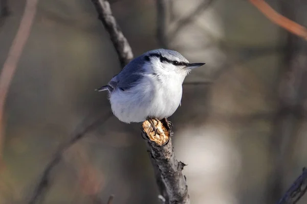 Eurasiatique Sittelle Hiver Hokkaido — Photo