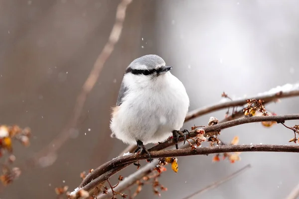 Kış Hokkaido Sunda Avrasya Tımarhanesi — Stok fotoğraf