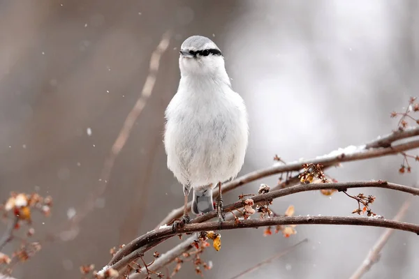 Kleiber Winter Hokkaido — Stockfoto