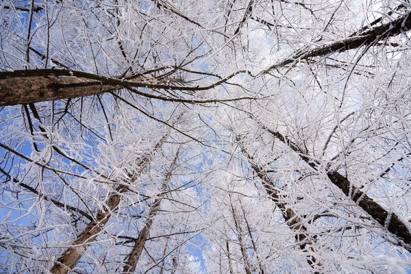 Mrazem Pokrytý Strom Zimě Hokkaido — Stock fotografie