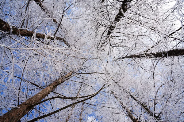 Mrazem Pokrytý Strom Zimě Hokkaido — Stock fotografie