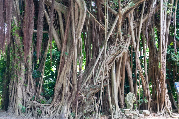 Nagy Banyan Városban — Stock Fotó