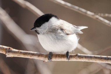 willow tit in winter hokkaido