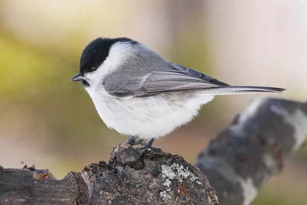 Willow Tit Winter Hokkaido — Zdjęcie stockowe