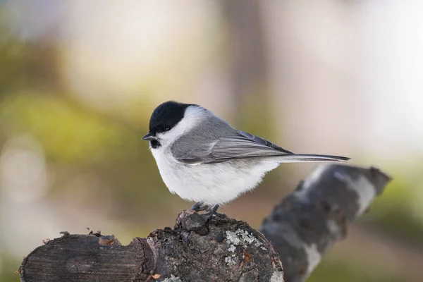 Salgueiro Tit Inverno Hokkaido — Fotografia de Stock