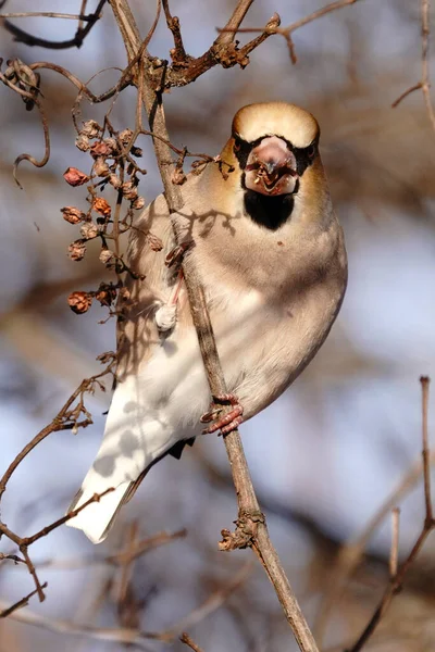 Hawfinch Hiver Hokkaido Japon — Photo