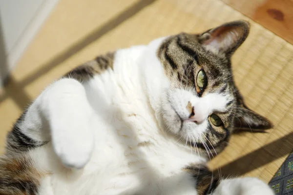 Eine Katze Fenster — Stockfoto