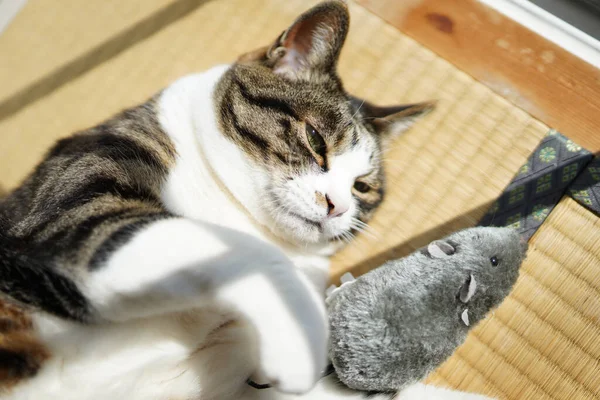 Cat Window — Stock Photo, Image