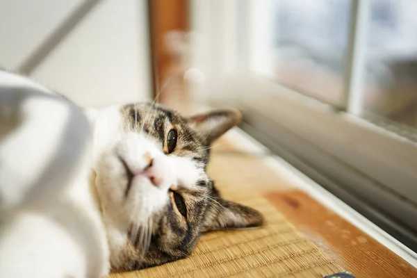 Кошка Окна — стоковое фото