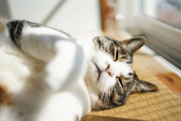 Gato Cerca Ventana — Foto de Stock