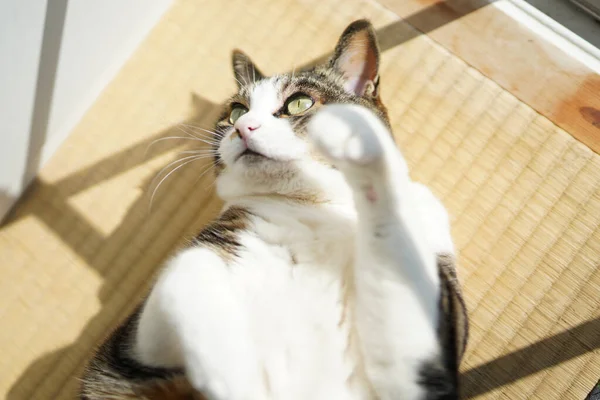 Cat Window — Stock Photo, Image