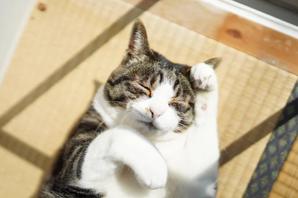 Cat Window — Stock Photo, Image