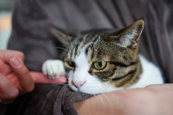 Een Kat Huis Houden — Stockfoto