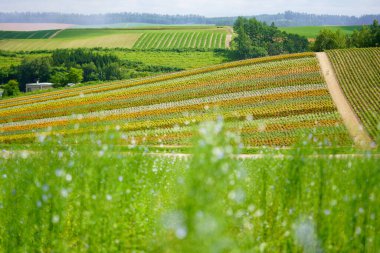 Yazın Hokkaido 'da çiçek bahçesi