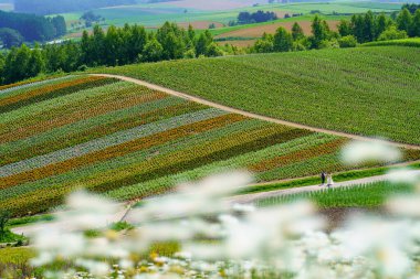 Yazın Hokkaido 'da çiçek bahçesi